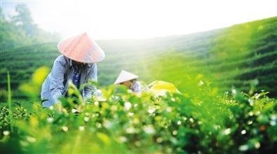 各地春茶陆续上市 区域规模种植创造高收益