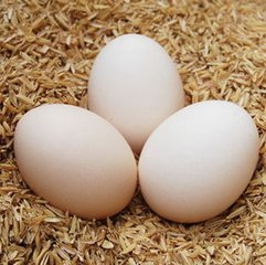 待遇差距这么大?土鸡蛋的“高高在上”真的有道理吗?