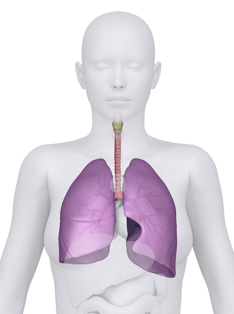 肺人体结构图的位置图