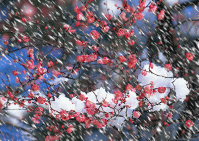 梅花雪景动态壁纸