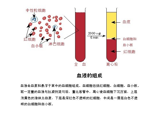 生理影响_生理影响_时差对人体的生理时钟影响