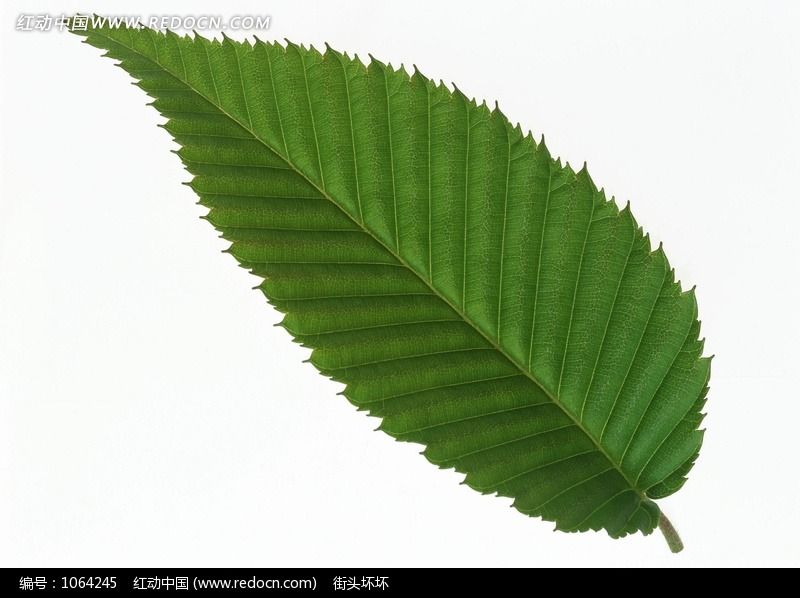一片锯齿状边缘的树叶图片_花草树木图片图片