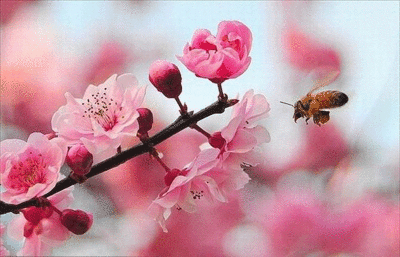 鲜花蜜蜂gif_鲜花蜜蜂gif图片大全