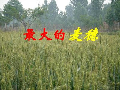 最大的麦穗名言警句
