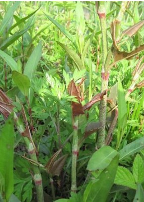 虎杖几年开一次花