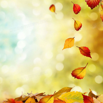形容秋叶飘落的优美句子 形容秋叶飘落的优美的短句子